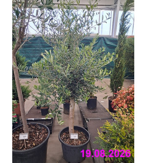 Olea europaea C 35 L